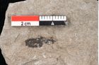 Foto (Detailansicht) von Pinus taedaeformis Unger (NHMW-GEO-2024-0188-6650)